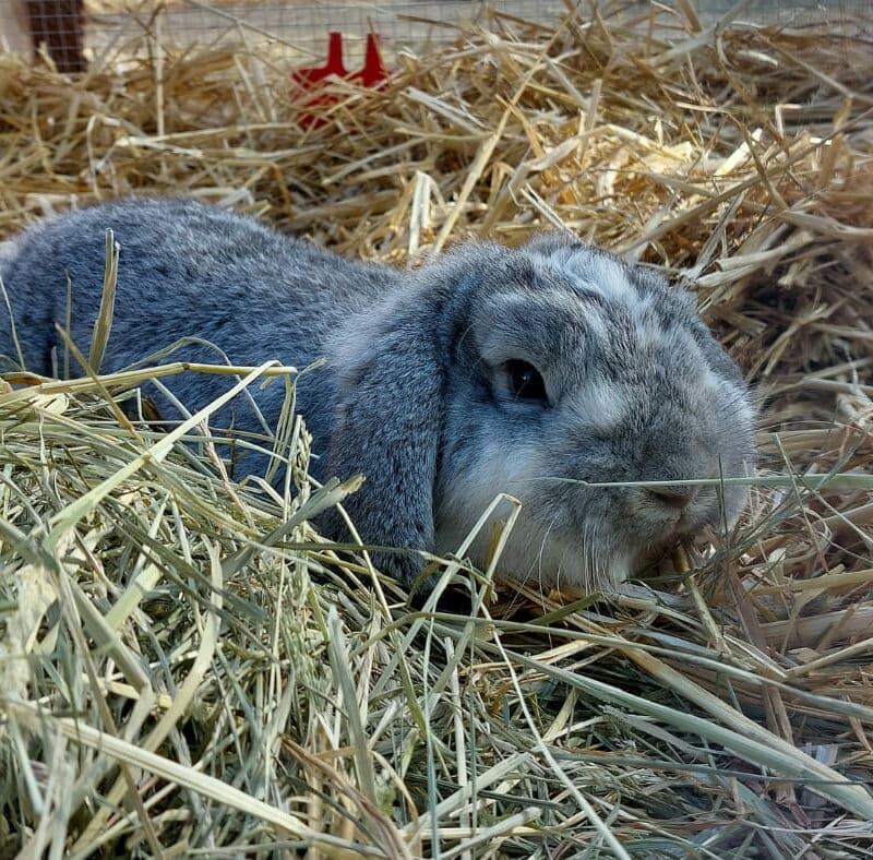 Image de la foire de Battice